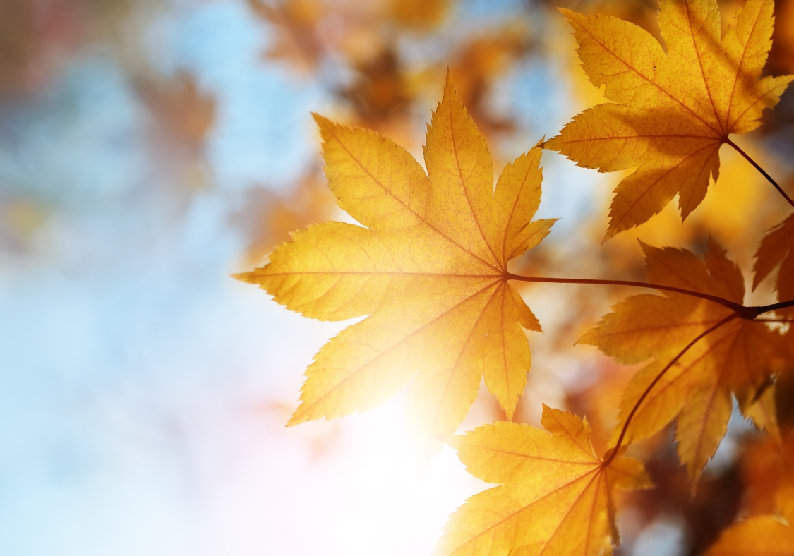 autumn leaves